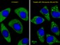 ATG7 Antibody (C-term)
